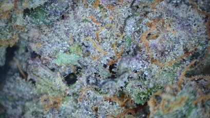 Cap Junky
