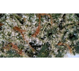 Lemon Head 2x .5g Pre-Rolls