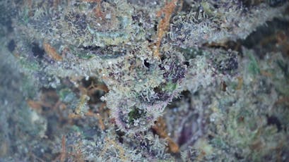 .75g Pre-Roll - Bahama Berry