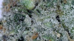 Black Maple Sweet leaf pre-rolls