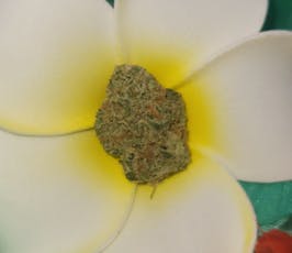 Mo Grow | Ambrosia | Top-Tier Sale 1/8th