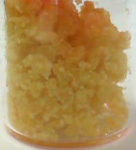 Crumble - Kush Mintz - TERPS 1.944%