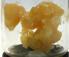 Sugar Wax - Yuck Mouth 1g
