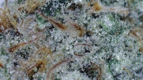 Donny Burger Prerolls