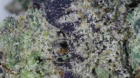 Bruce Banner #3 flower