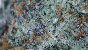 Lemon Fresh pre-Roll