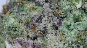 Cheddar Cheeze 2x .5g Pre-Roll