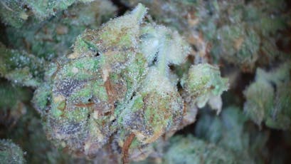 .75g Pre-roll - Original Glue TERPS 2.283%