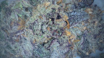 .75g Pre-roll - Black Patronus