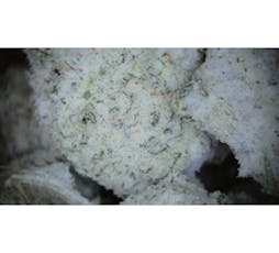 Frosteez Blueberry Cookies Snowballs