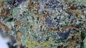 Lime Haze Pre-Roll