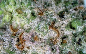 Pink Love 2x .5g Pre-Roll