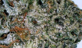 Lemon Maraschino 2x .5g Pre-Rolls