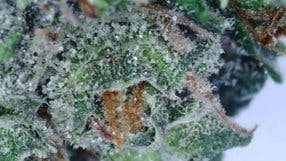 Trophy Wife Pre-Roll