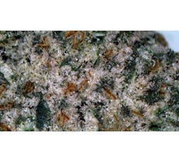 Gary Payton 2x .5G Pre-Rolls