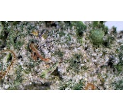 Cherry Gorilla 2x .5g Pre-Rolls