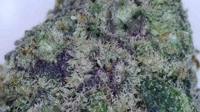 Jungle Grapes 2x .5g Pre-Rolls