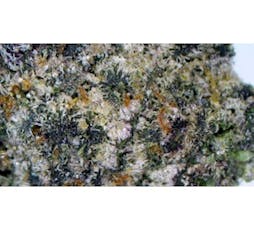 Udder Madness 2x .5G Pre-Rolls