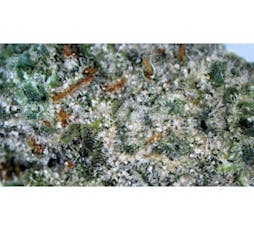 Alaskan Thunder F*** - Smalls