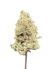 Government Oasis THCA - Hybrid - Bulk Flower