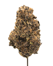 Halle Berry THCA - Hybrid - Bulk Flower