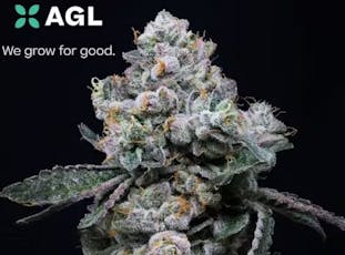 Confidential Cherries Flower | T19.16 | Terps 1.4 | I | 00981 | 7g