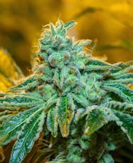 Gelato Cake 7g - District Cannabis (Pre-Pack)