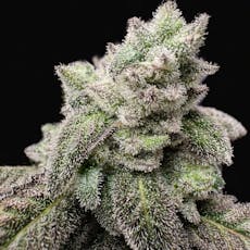 Tokesly | Grape Rock Candy | 3.5g