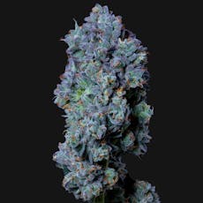 Biscuit Blues | 3.5G