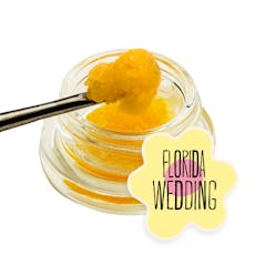 Florida Wedding Live Sugar