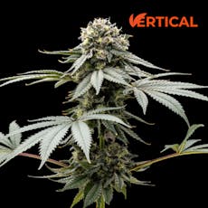 VERTICAL - GRAPE BUBBLEGUM 1G HYBRID