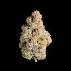 Cape White Shark (14g Small Buds)