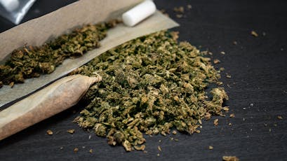 Premium Shake Shelf - Kiwi Sours (H)