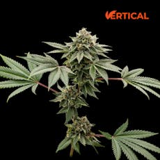 VERTICAL - JOKERZ CANDY 3.5G I/S