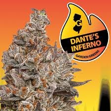 Garden Greens | Dante's Inferno | 3.5g