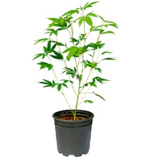 Kaprikorn Lemon Cherry Gelato Clone