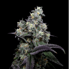 3.5g Sour Rainbows - Living Soil Cannabis - Upstate Elevator