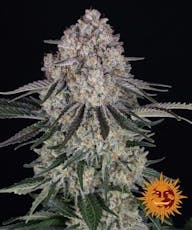 Seeds | Sour Diesel | 5 pk | Auto Feminized | Barney's Farm Seed Co