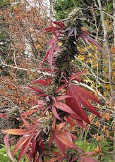 Anthos Seeds | Niben F5 (6pk Feminized Seeds)