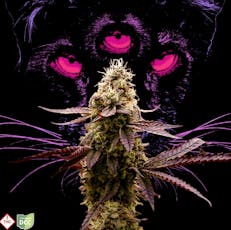 Rythm - Concentrate - ANML FCE Live Resin (I) 1g