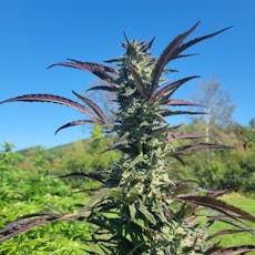 Papaya Burger - Deli Style