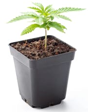 Blue Dream | Pinyatti