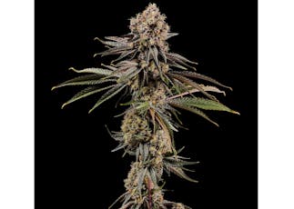 LOCAL - RESIN LIVE - 1G - SHERBHEAD - HYBRID