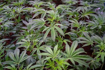 Kaprikorn Tropicanna Cherries Clone