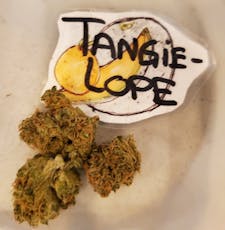 Tangilope .5g Sativa PreRoll