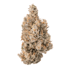 Bostica Black Velvet | 3.5g