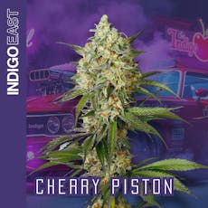 Indigo East | Cherry Piston (S-H) Flower Buds | 3.5g