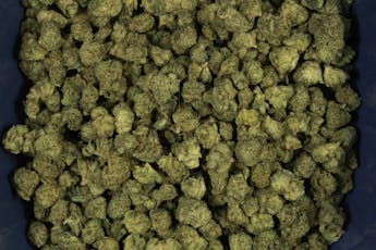 Crushed Ice | SMALLS