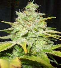 Gold Shelf - Gelato Cake (I)