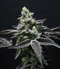 Wedding Pie Flower 3.5g